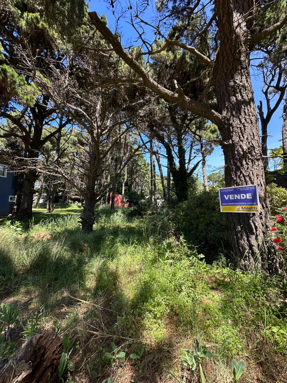 Avenida 1 e/ Las Camelias y Las Orquídeas, Costa del Este (160801)